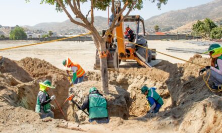 Promueve Nación Verde el trasplante responsable de árboles en Tijuana