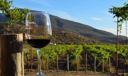 Se reduce 20% producción de vino en Baja California