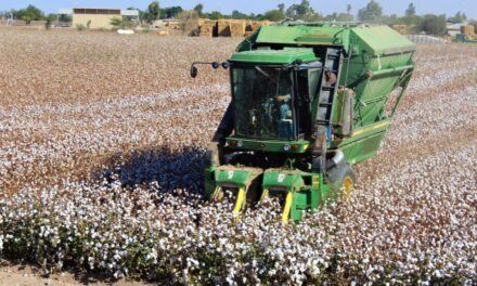 Cae 56.5% la cosecha algodonera en 2026