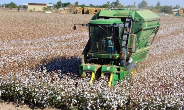 Cae 56.5% la cosecha algodonera en 2026