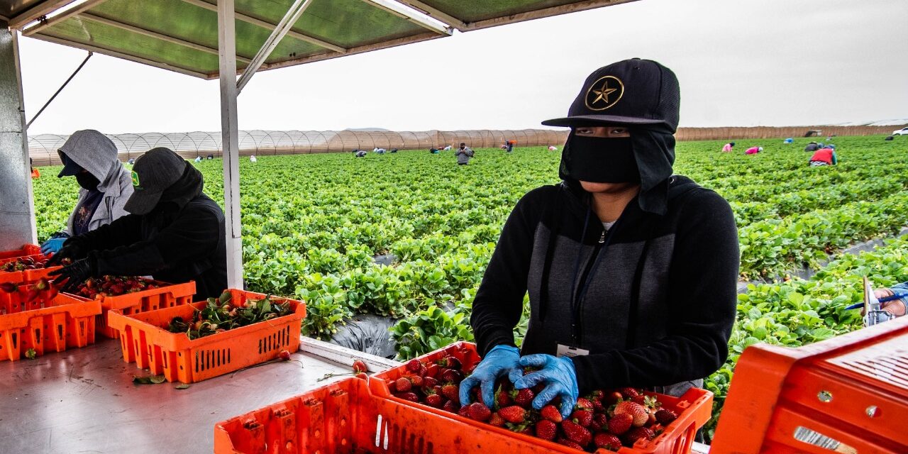 Disminuyeron exportaciones agrícolas en BC en 24% en un año