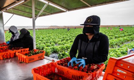 Disminuyeron exportaciones agrícolas en BC en 24% en un año