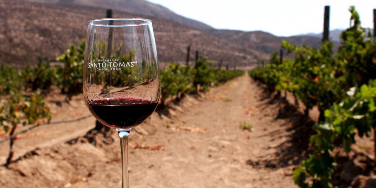 Estiman caída del 35% en producción de vino en Baja California