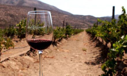 Estiman caída del 35% en producción de vino en Baja California