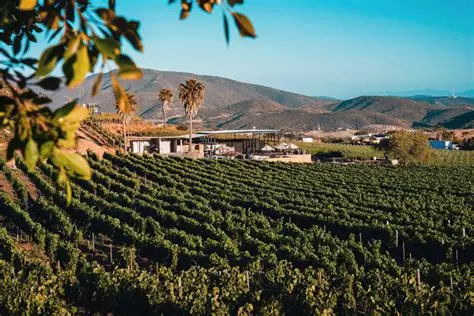 Tendrá Valle de Guadalupe terminal de autobuses y comisaría