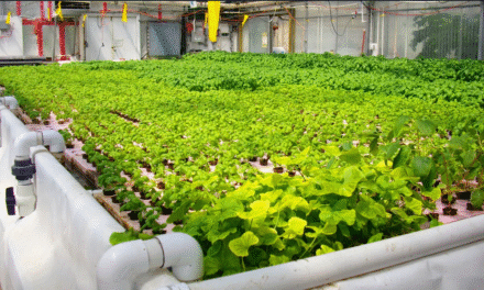 Impulsan desarrollo de acuaponia con fines acuícolas en Valle de Mexicali y SQ