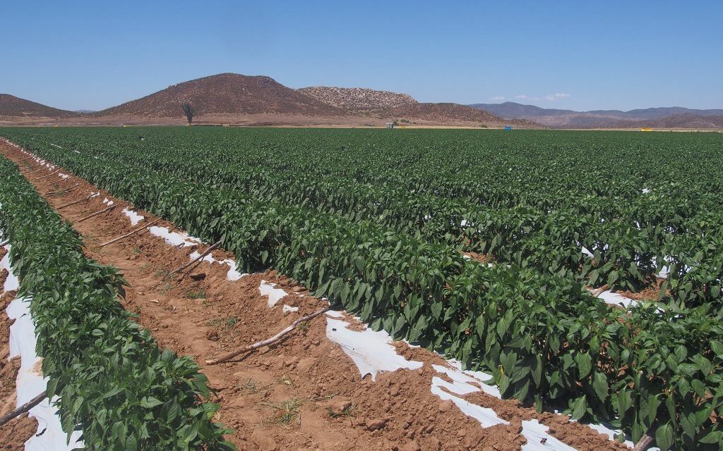 Registra sector agrícola de Baja California caída en 2025