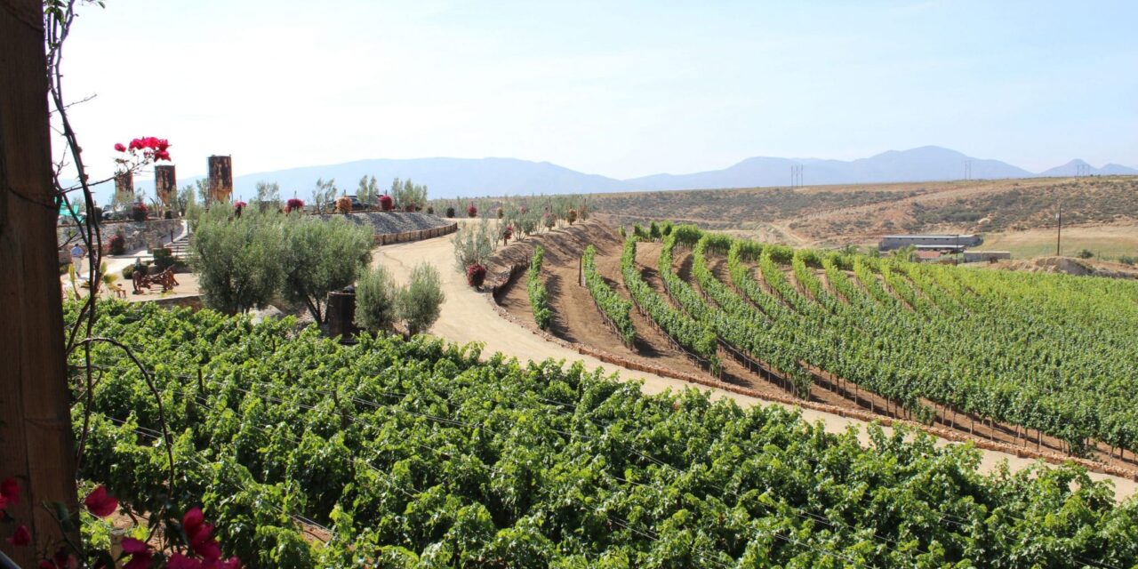 Sigue sin concretarse proyecto para llevar aguas tratadas a viñedos del Valle de Guadalupe