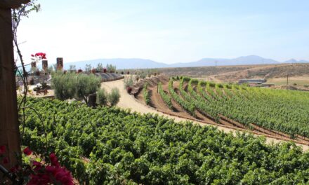 Sigue sin concretarse proyecto para llevar aguas tratadas a viñedos del Valle de Guadalupe