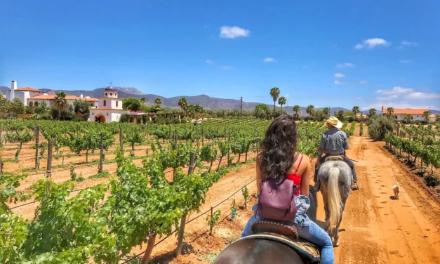 Reporta CCE recuperación económica en el Valle de Guadalupe