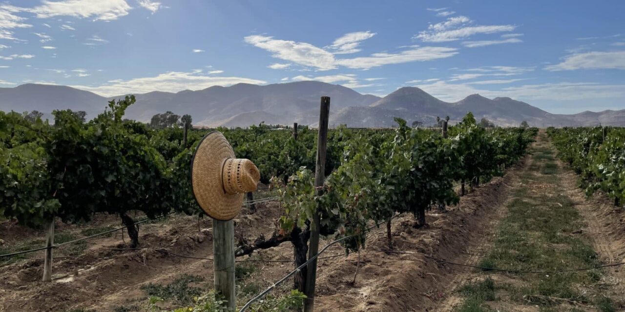 Buscan aprovechar agua tratada para la vitivinicultura de Baja California