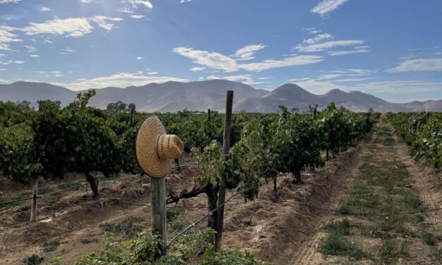 Buscan aprovechar agua tratada para la vitivinicultura de Baja California