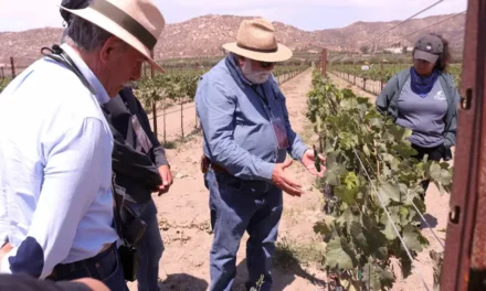 Fortalecen su formación vitivinícola con experiencia directa en Valle de Guadalupe