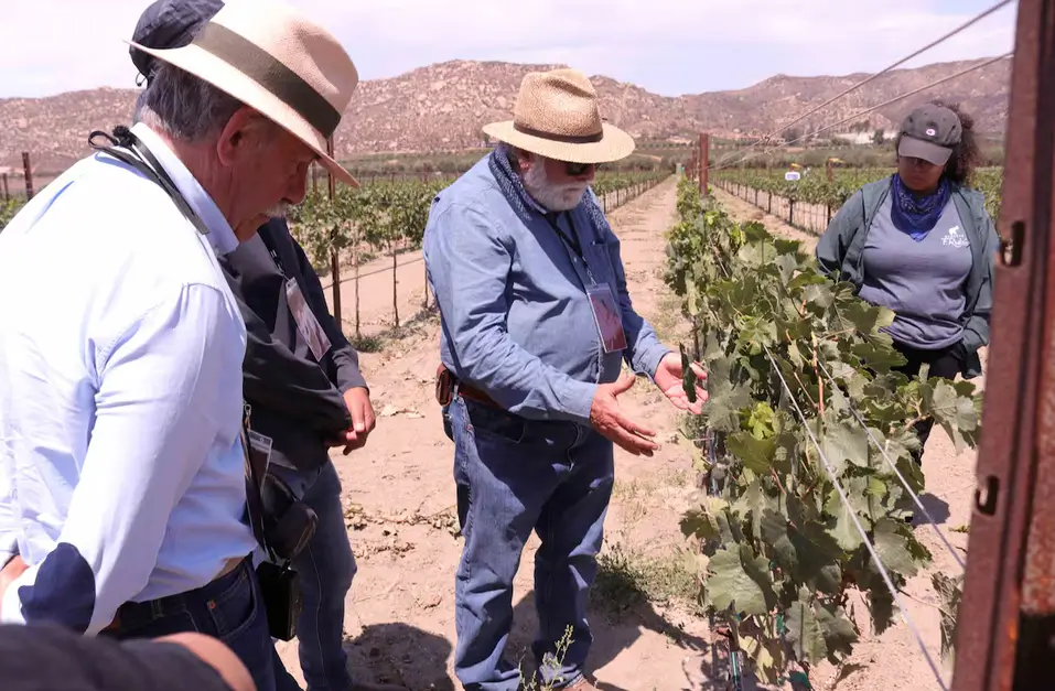 Fortalecen su formación vitivinícola con experiencia directa en Valle de Guadalupe