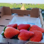 Alertan por arancel de EU a fresa de Baja California