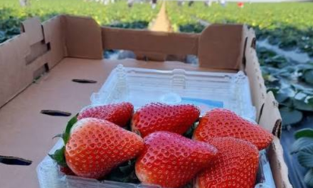 Alertan por arancel de EU a fresa de Baja California