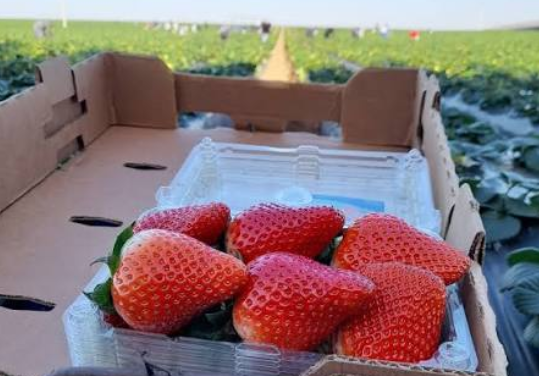 Alertan por arancel de EU a fresa de Baja California