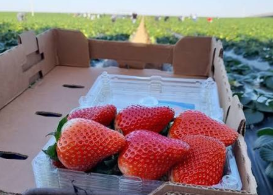 Alertan por arancel de EU a fresa de Baja California