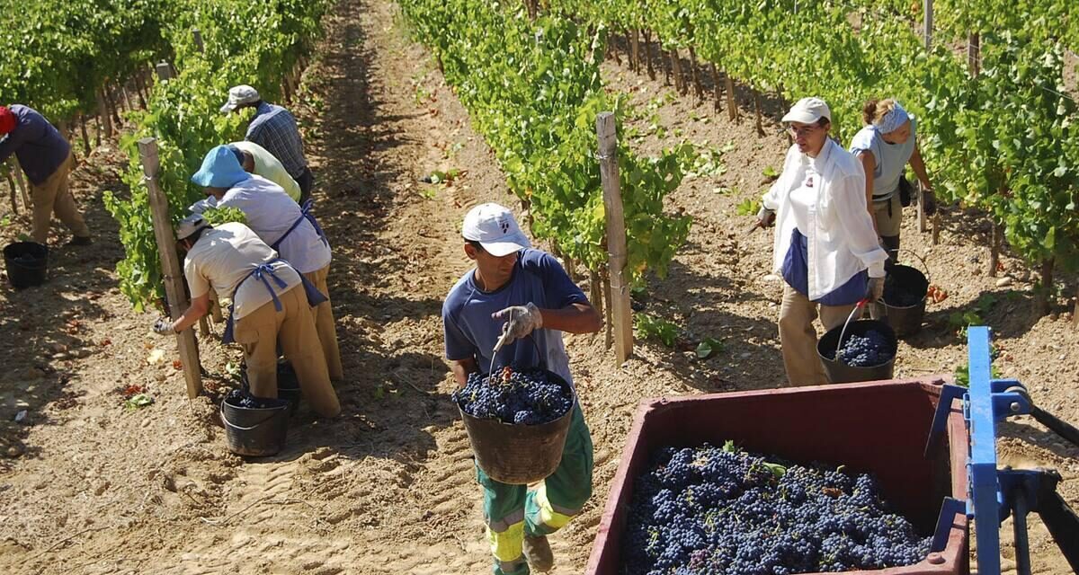 Reduce 20% producción de vino en BC por falta de frío y altas temperaturas