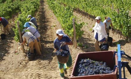 Reduce 20% producción de vino en BC por falta de frío y altas temperaturas