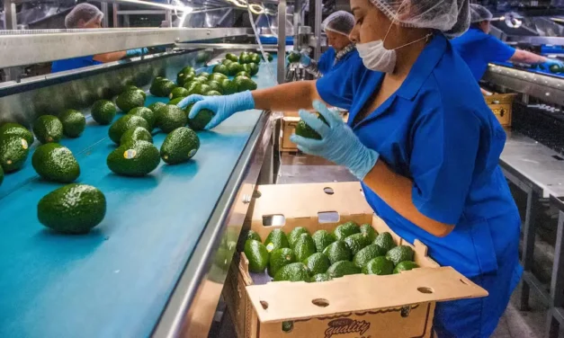 Impulsan productores estadounidenses ajustes agrícolas en la revisión del T-MEC