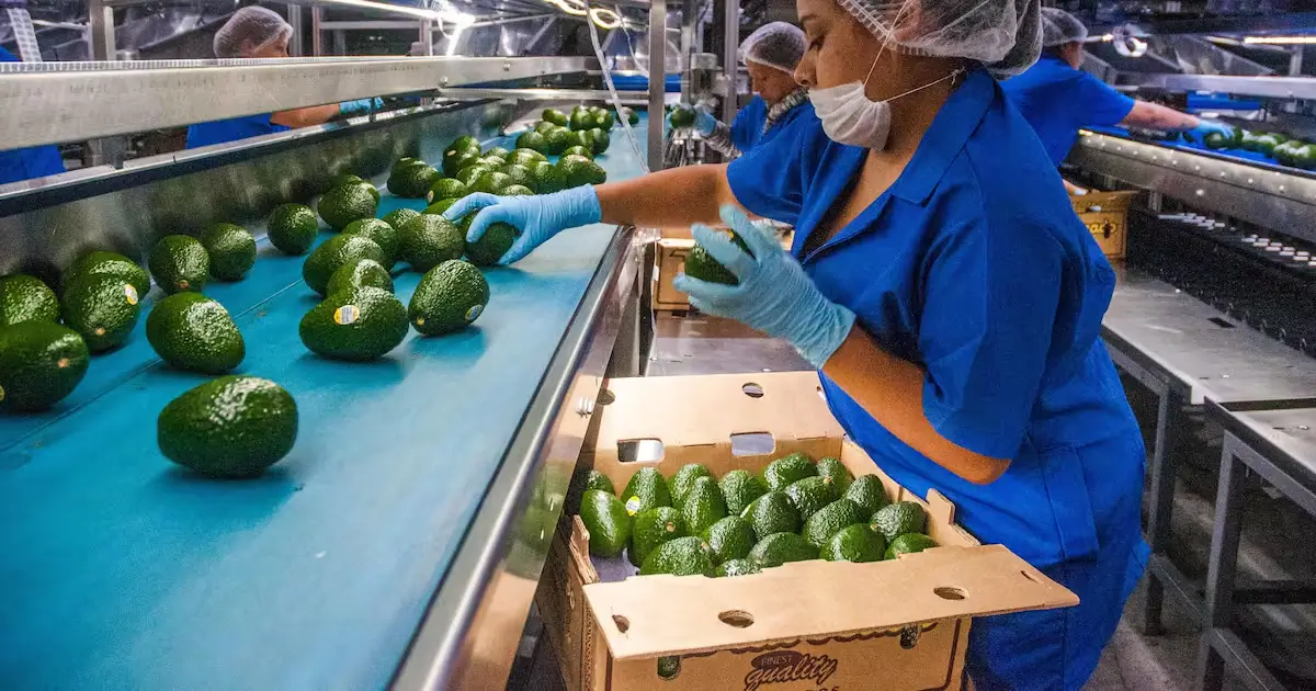 Impulsan productores estadounidenses ajustes agrícolas en la revisión del T-MEC